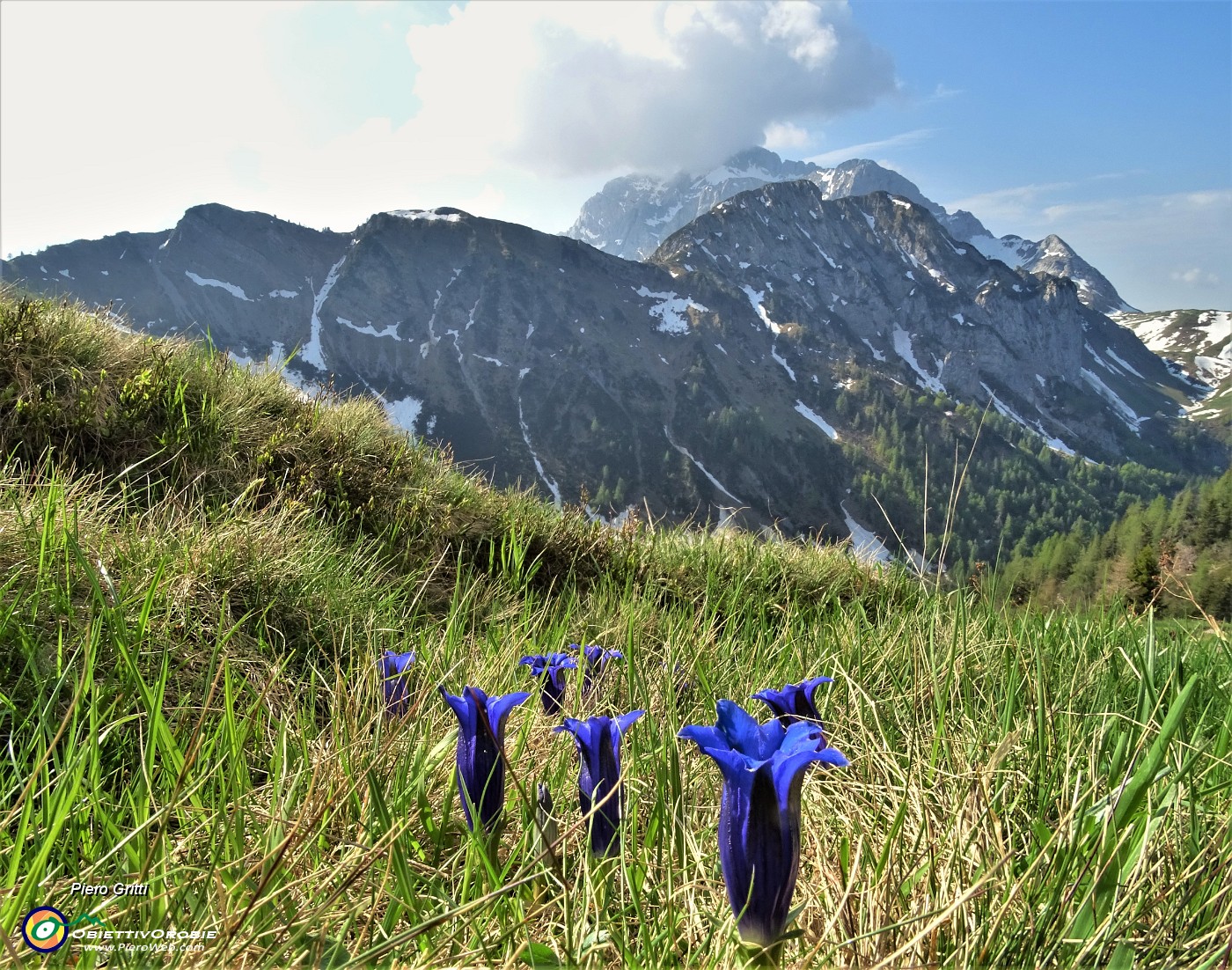 05 Genziana di Koch (Gentiana acaulis) con vista in Corno Branchino-Corna Piana-Pizzo Arera.JPG